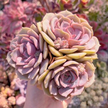 多肉植物 西施 特大群生 | Pay ID