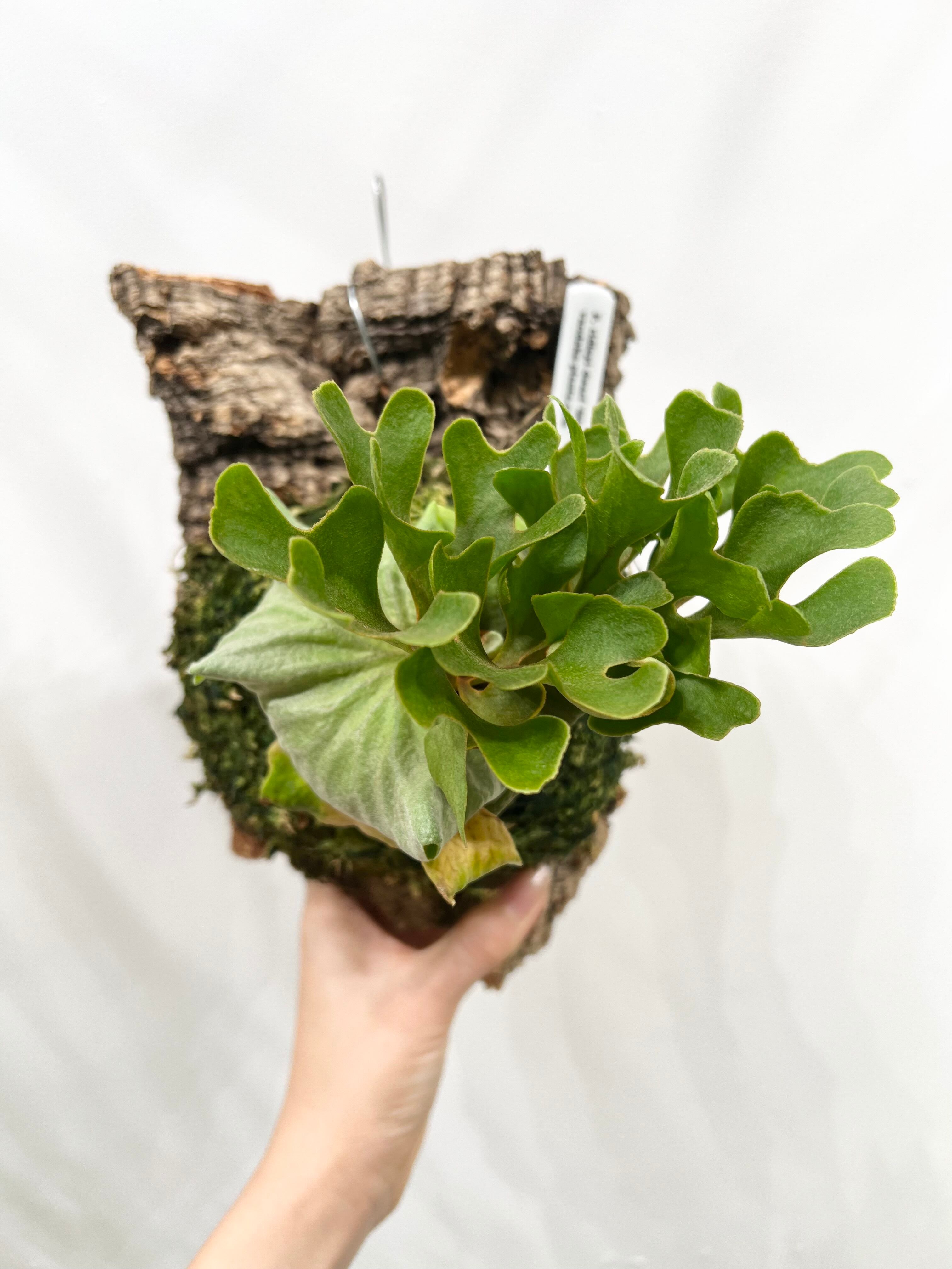 P. ridleyi dwarf 'Silver' ビカクシダ リドレイ ドワーフ 'シルバー