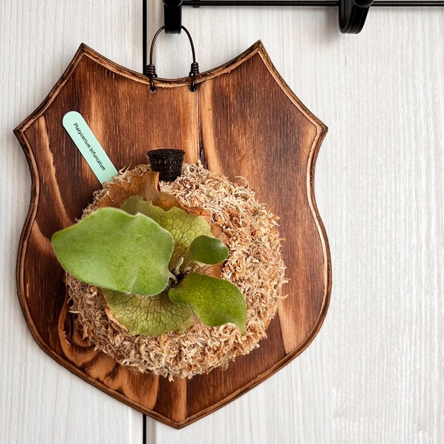 ビカクシダ ビフルカツム 板付 【観葉植物 室内 コウモリラン】