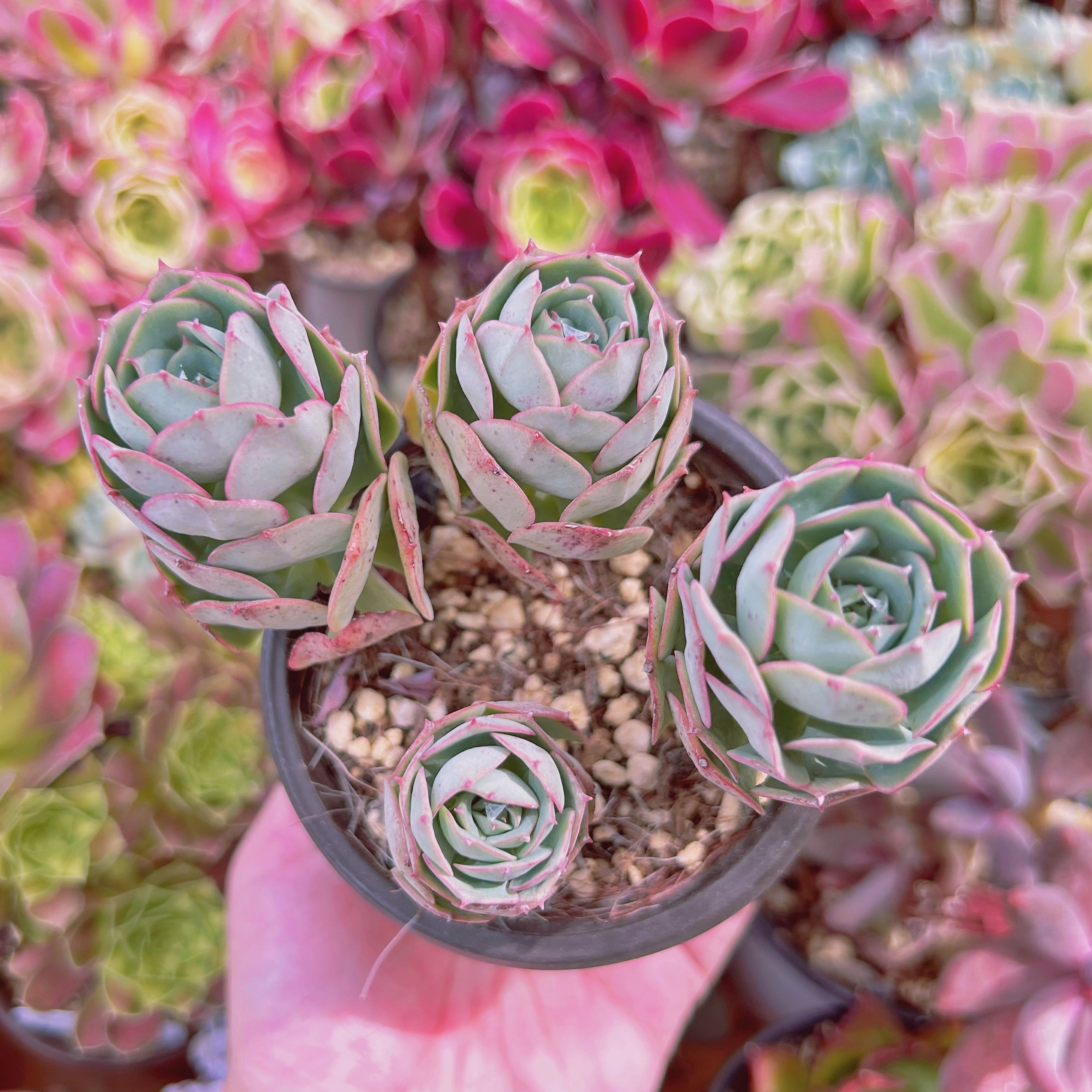 #51−現物　多肉植物　イタリアローズ　抜き苗