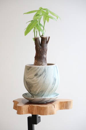 【S】パキラ/Pachira ※陶器鉢付き