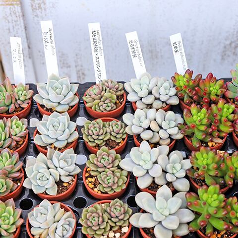 多肉植物✩.*˚七福神 抜き苗 七福神 多肉植物 根付き抜き苗 - メルカリ