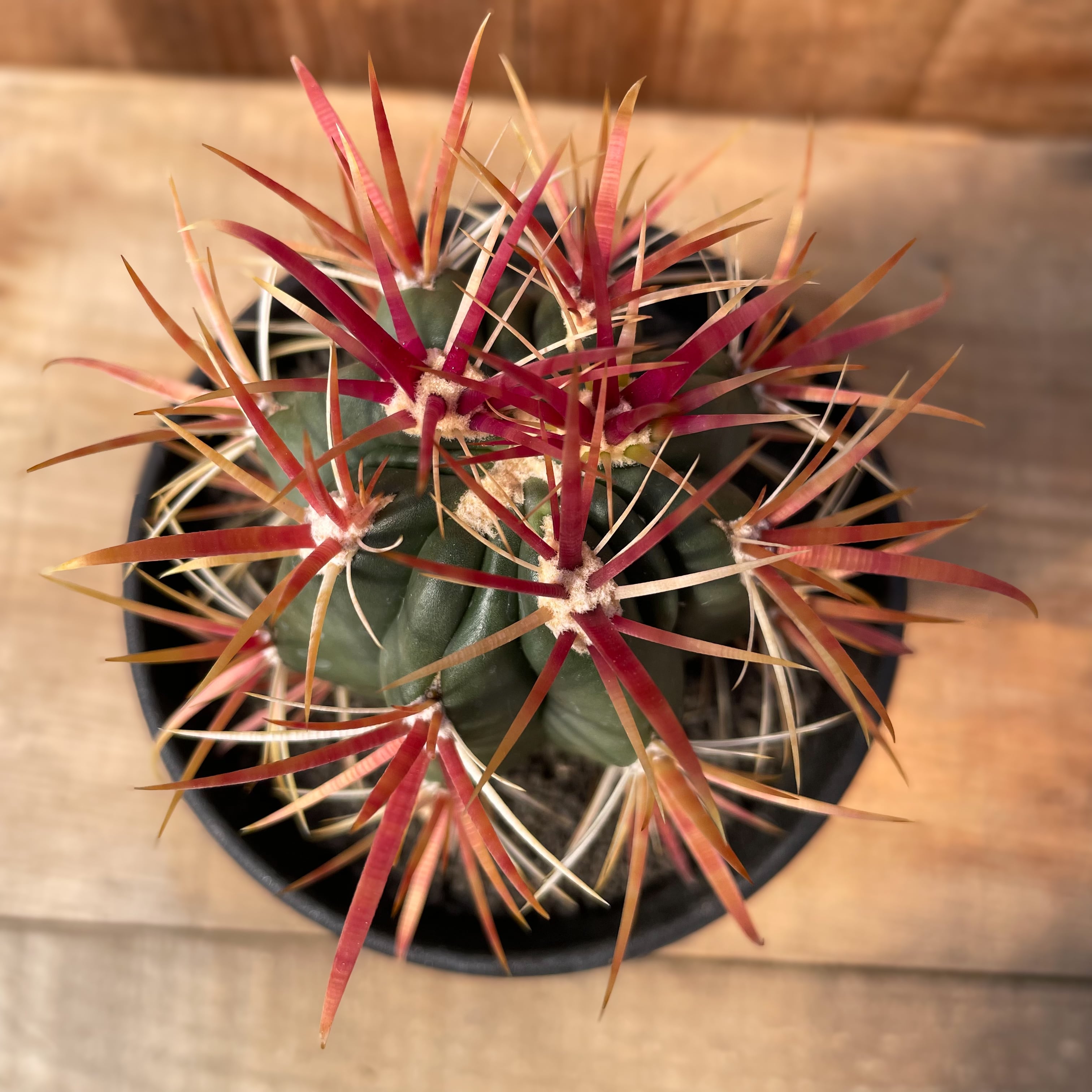 Ferocactus coloratus 【フェロカクタス・神仙玉】 | RIMO