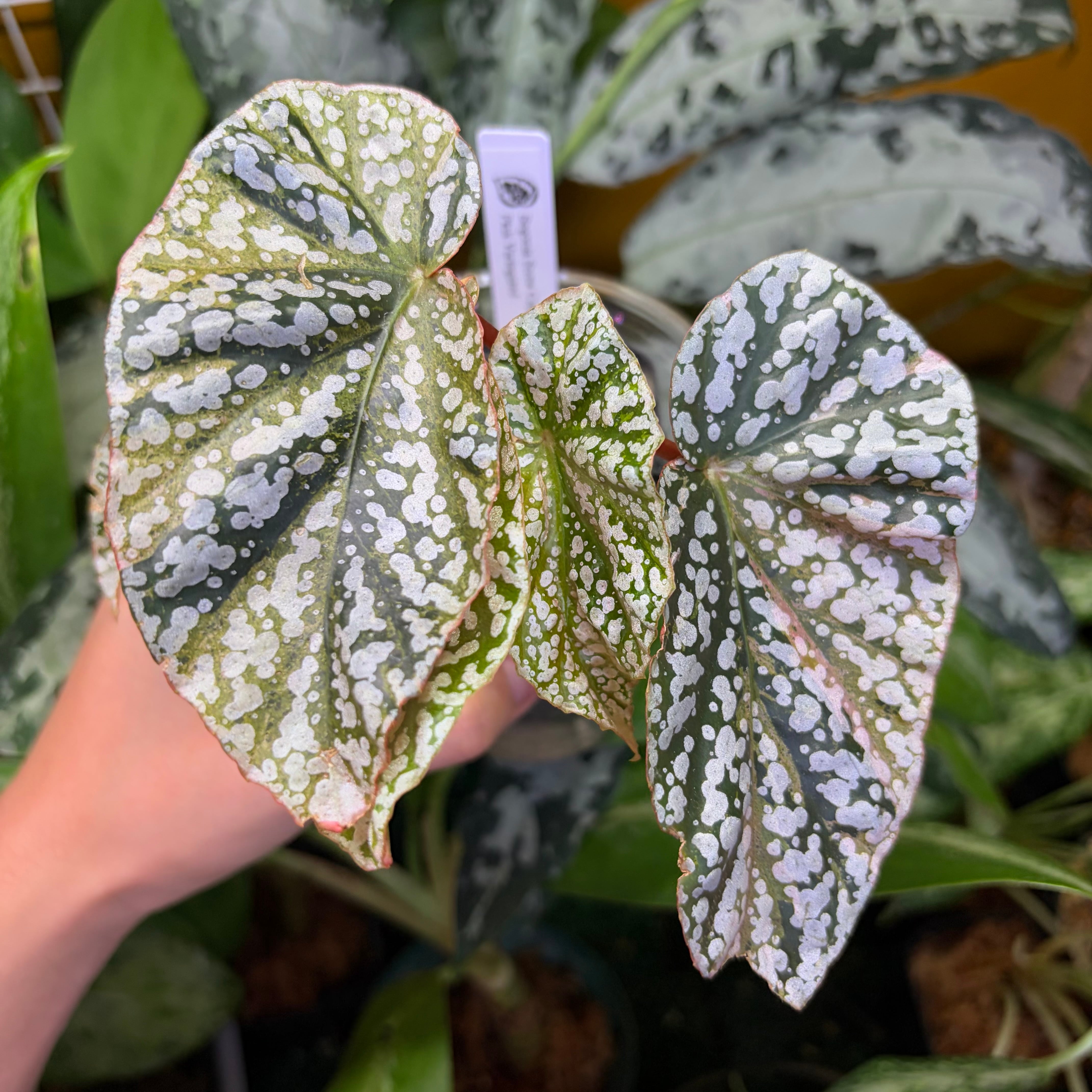 Begonia  Capped pink ベゴニア スノーキャップド Begonia Snow Capped 'Pink Variegated' ベゴニア スノーキャップド