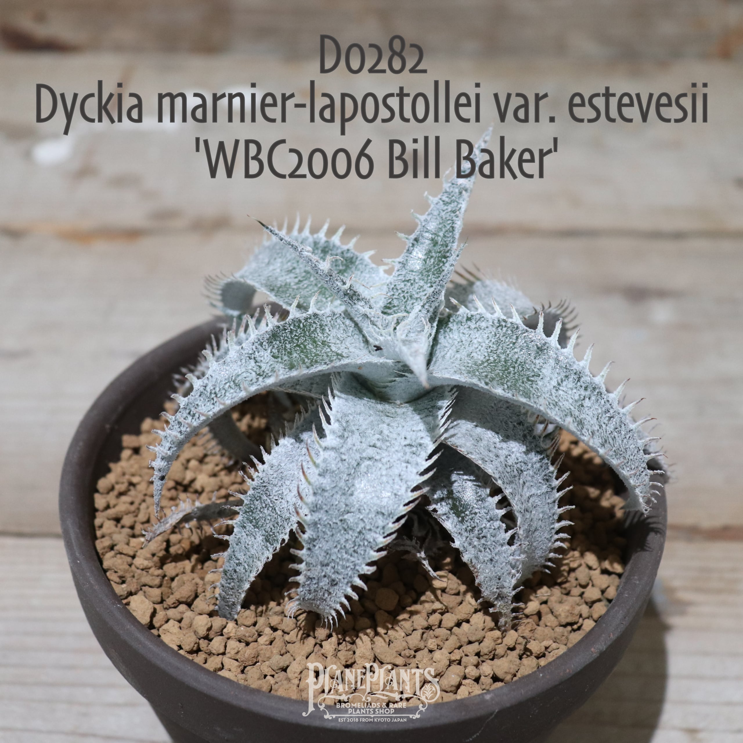 送料無料】marnier-lapostollei var. estevesii 'WBC2006 Bill Baker