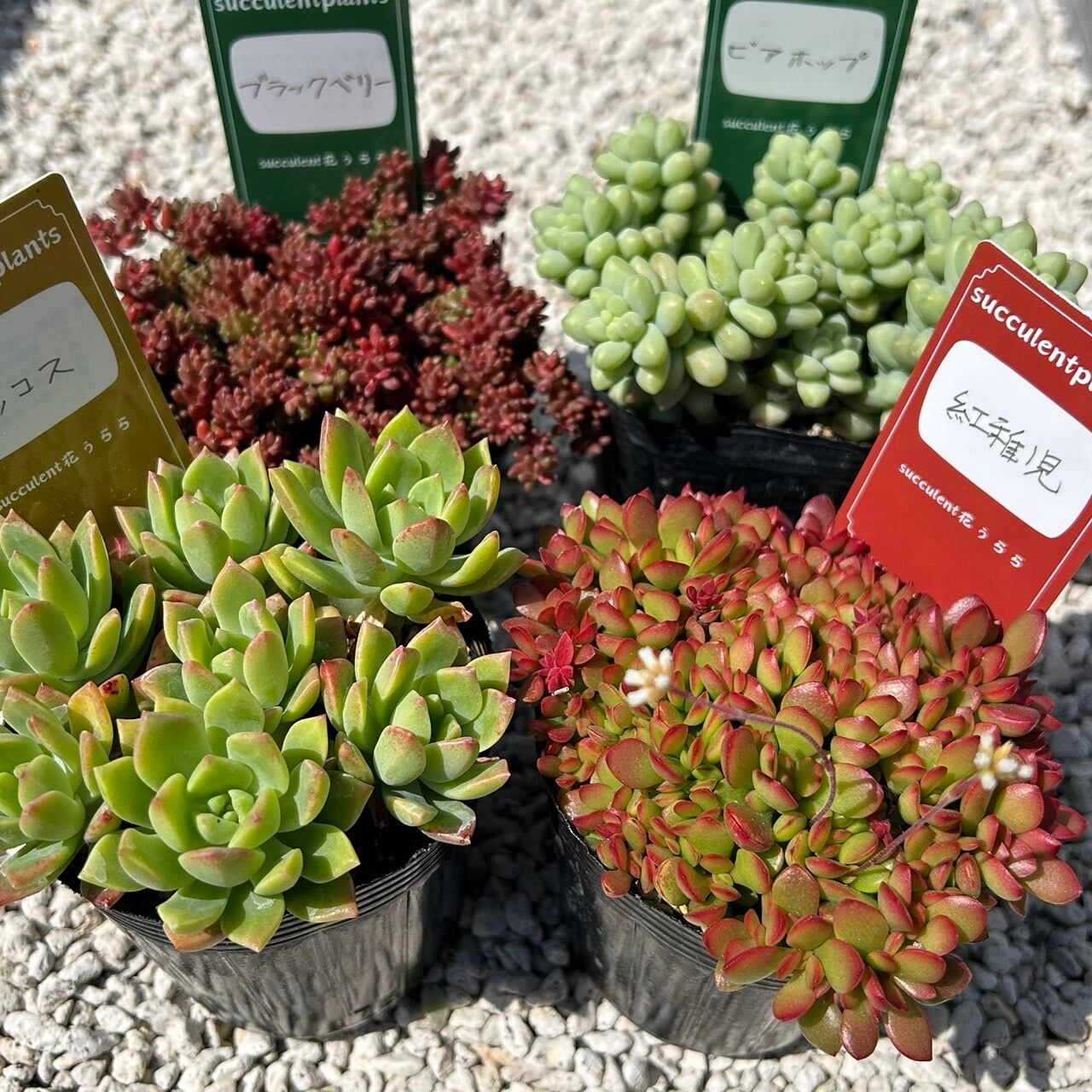 専用！多肉植物^o^  希少交配種　花うらら×達磨秀麗　小苗 楽天市場】多肉 植物 だるま 秋 麗の通販