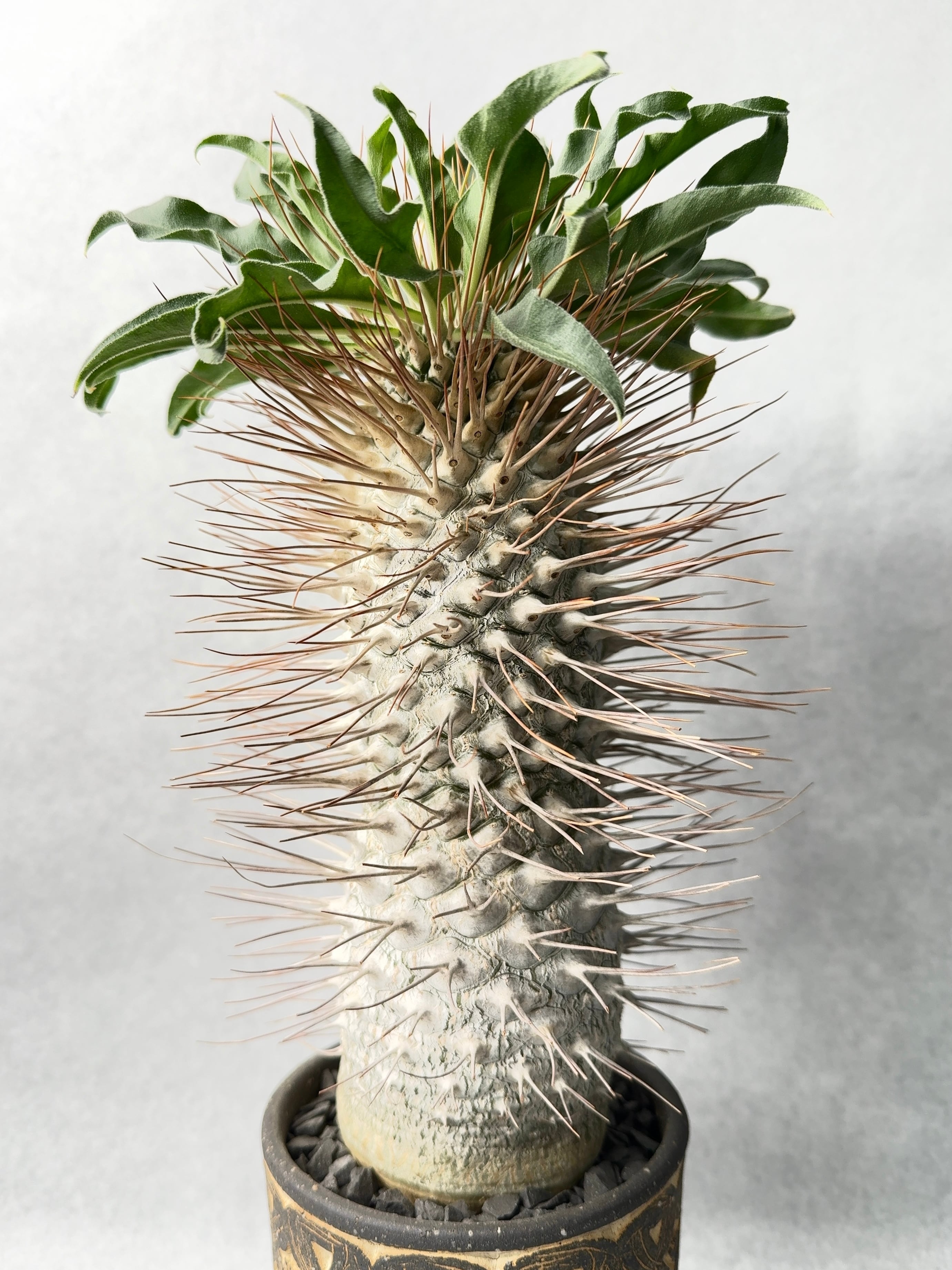 パキポディウム・ナマクアナム | trigger