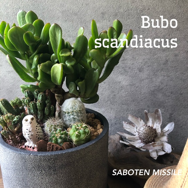 Bubo scandiacus シロフクロウ cylinder pot
