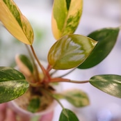 フィロデンドロン・レッドコンゴ / Philodendron Red Congo⑤