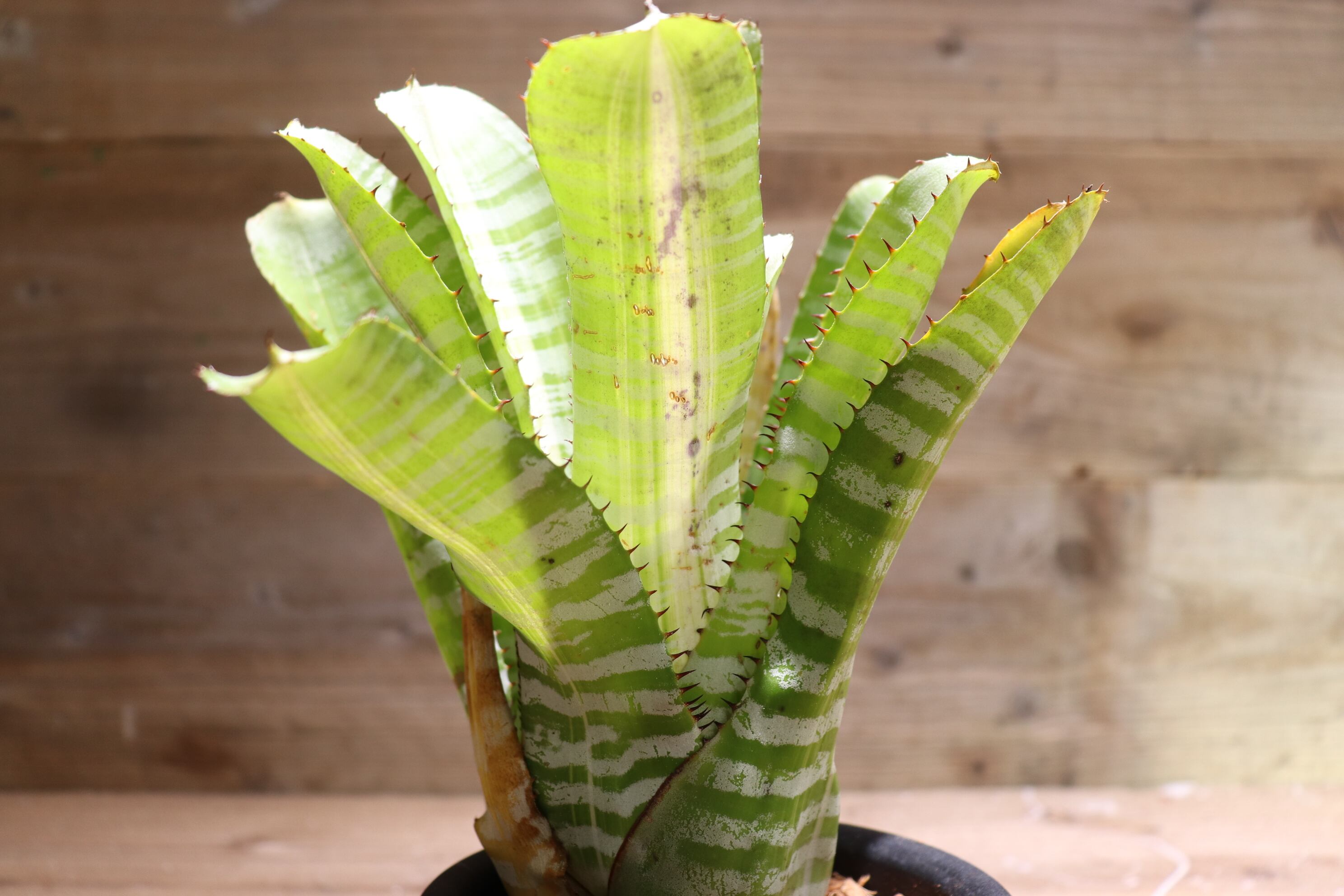 送料無料】Aechmea chantinii 'Vista'〔エクメア〕現品発送A0044