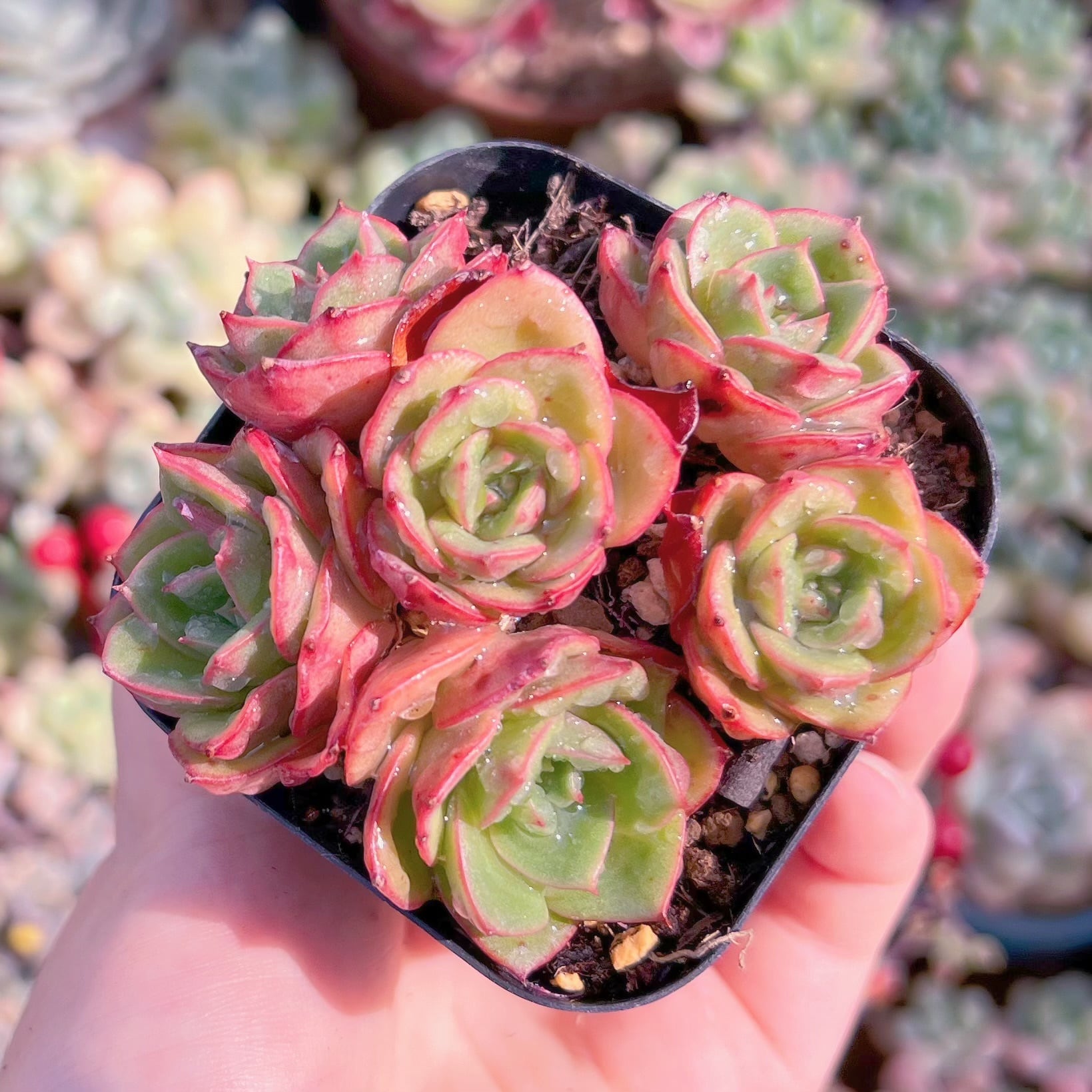 現品　アズタ#678　るる農園