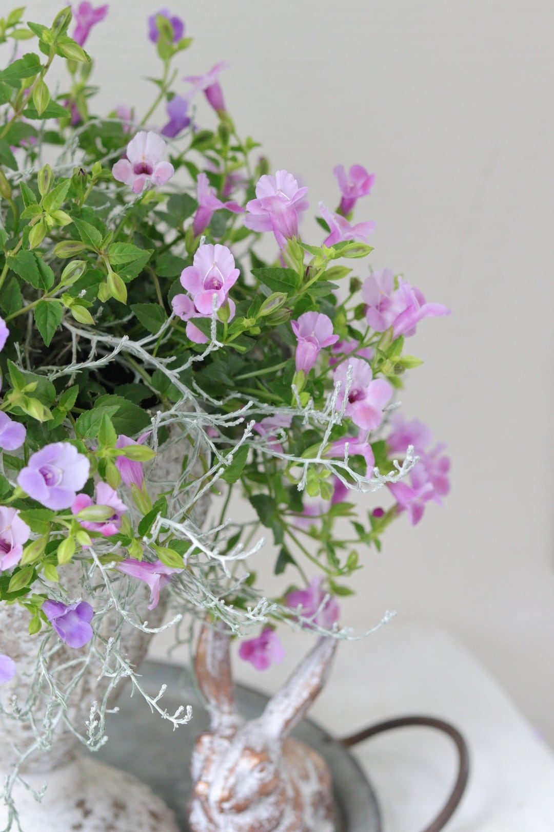 スーパートレニアのアンティークカップ寄せ植え | Total Plants Egret