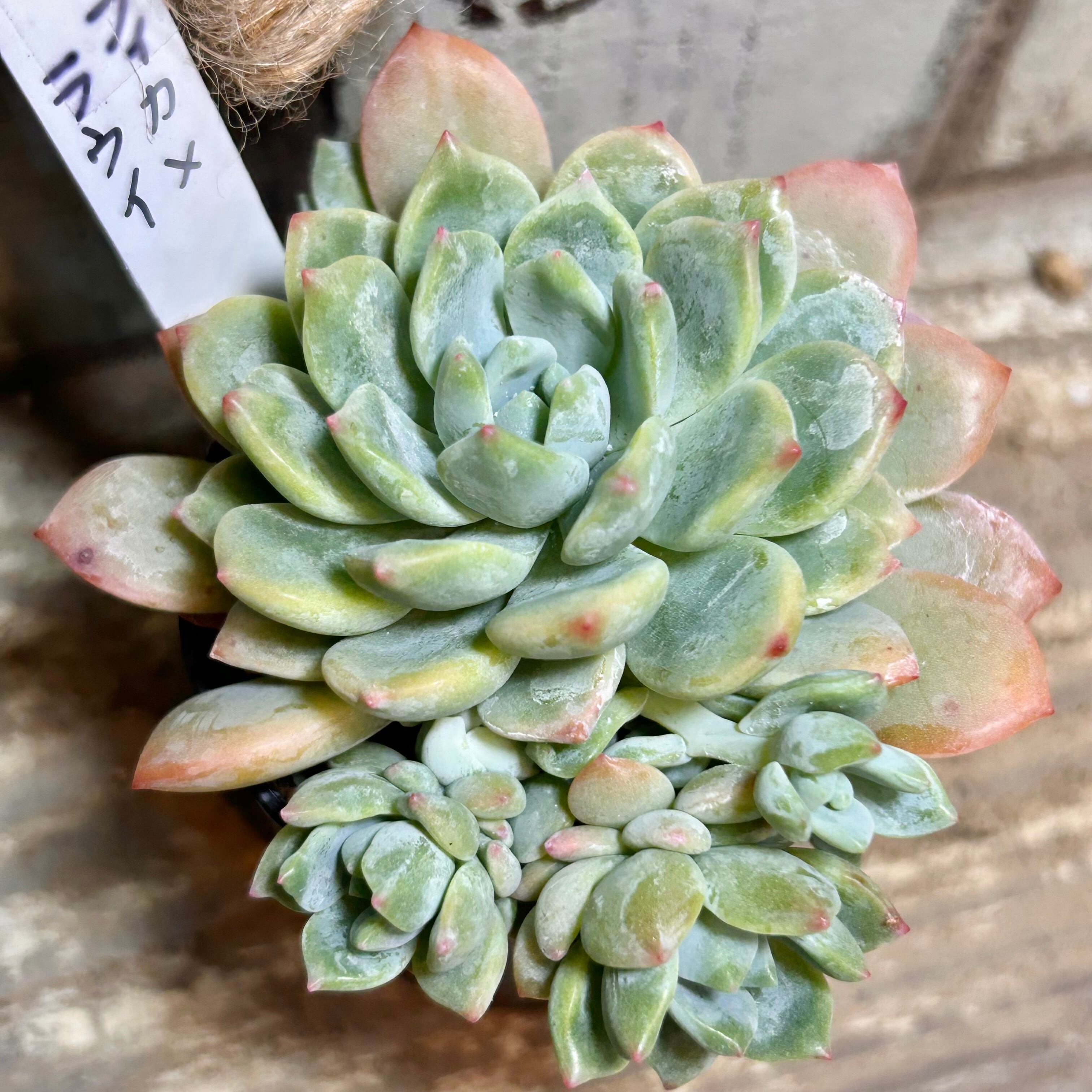 ビアポップ(新玉つづり) | RuPo 多肉植物専門店