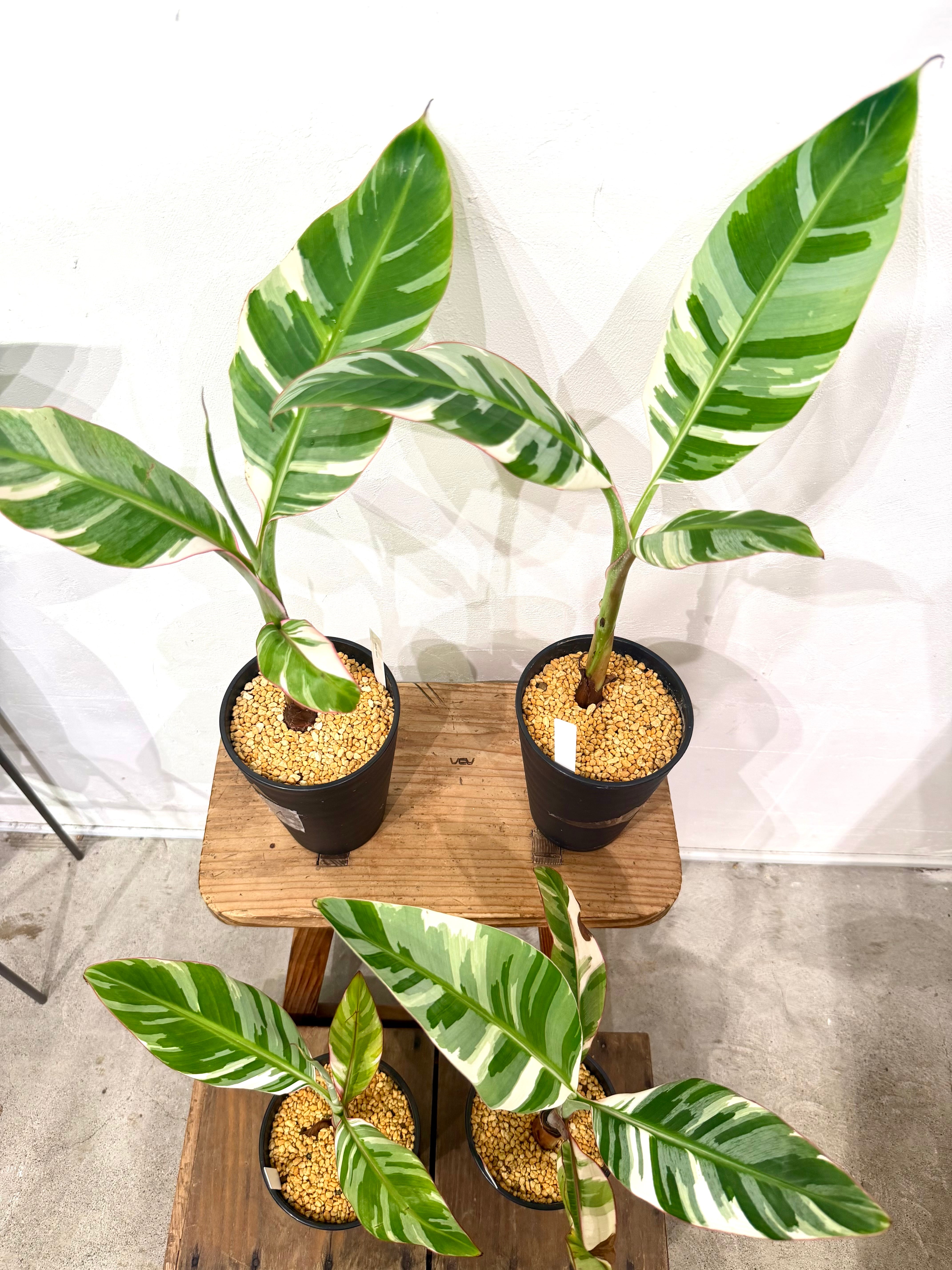 数量限定【超激レア植物E】斑入りのバナナムサアエアエ（ほとんど世に
