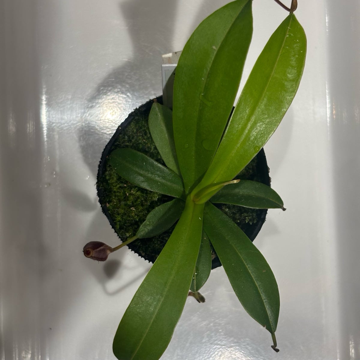 ネペンテス ビリーベイリー Nepenthes Billy Bailey | G・LABO shop