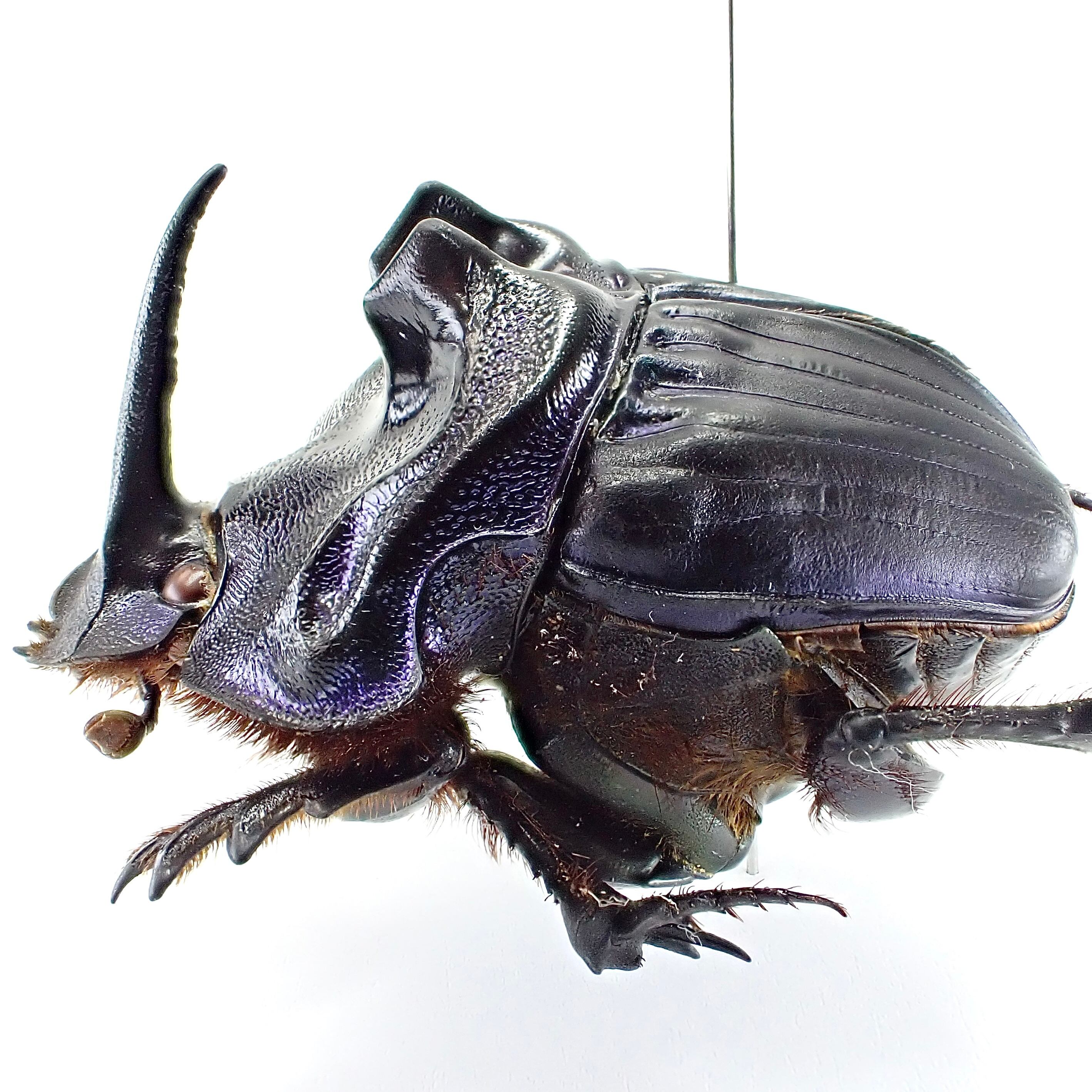 ブラジル産 ベリコサスニジダイコクコガネ 30mm 34mm ブラジル産