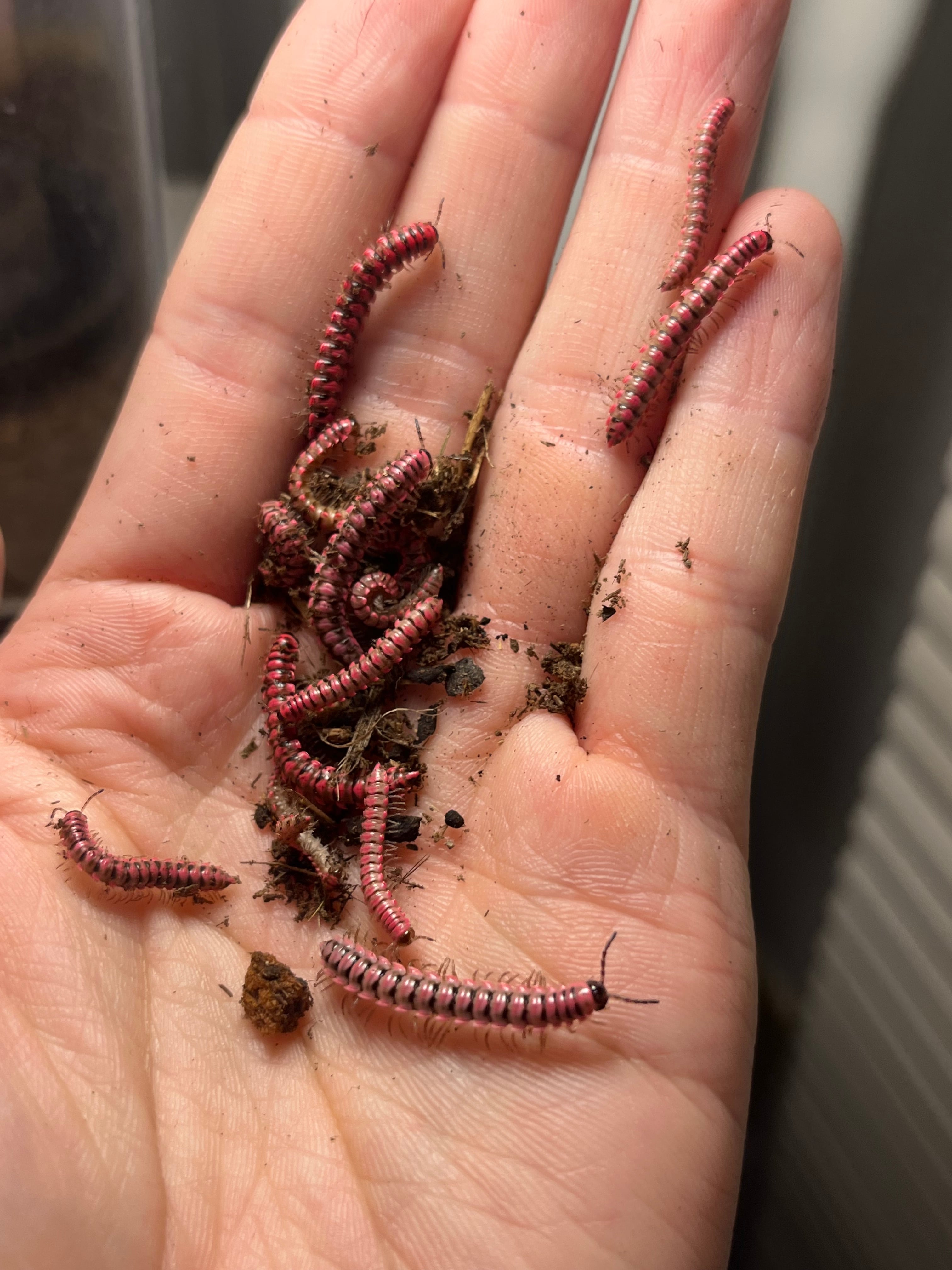 5匹】ピンクドラゴンミリピード ピンクスパイクミリピード ヤスデ