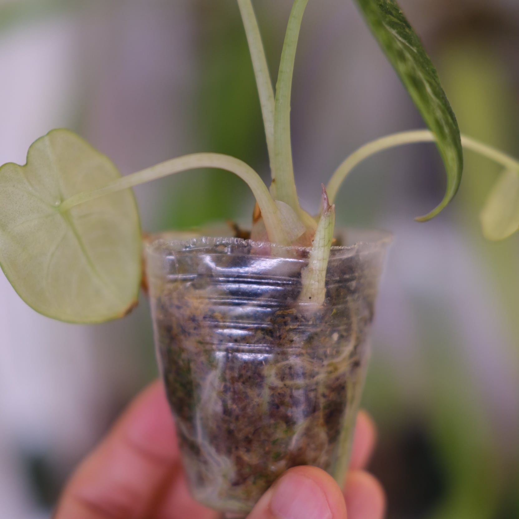 Alocasia Ninja Tricolor│アロカシア ニンジャ 斑入④│観葉植物