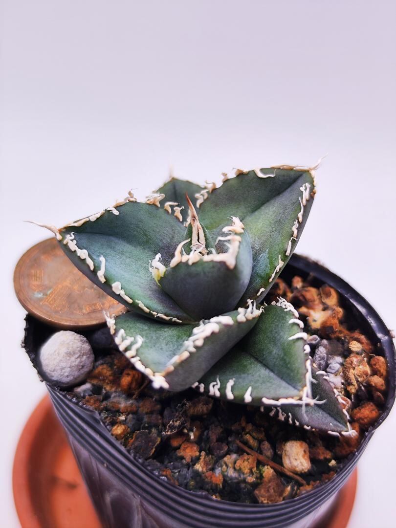 389【上澳園芸】 アガベ チタノタ shangao-006 眼鏡蛇コブラ 特選 希少