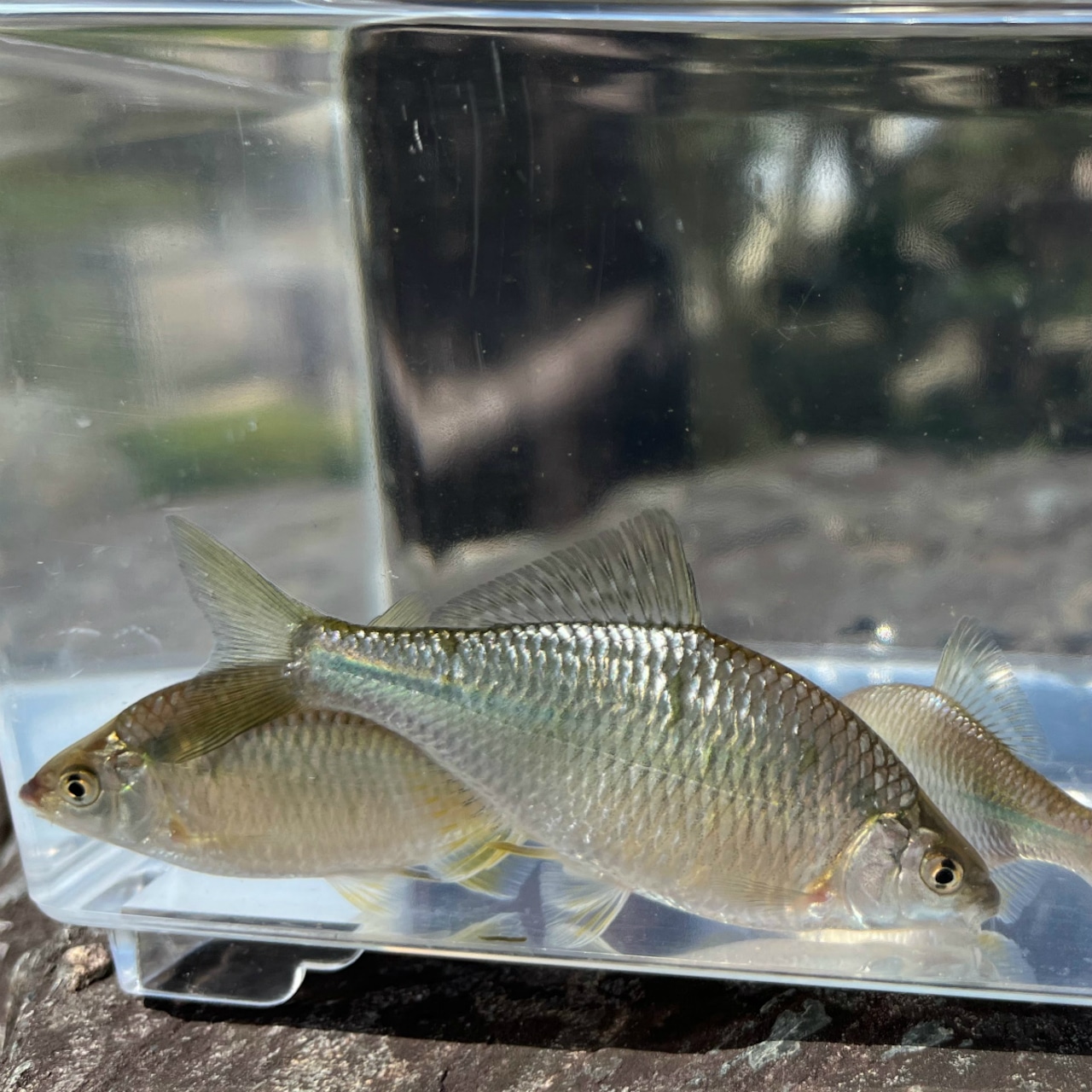※セット販売※(淡水魚)カネヒラ (5〜8cm±)(メス・3匹)【生体】
