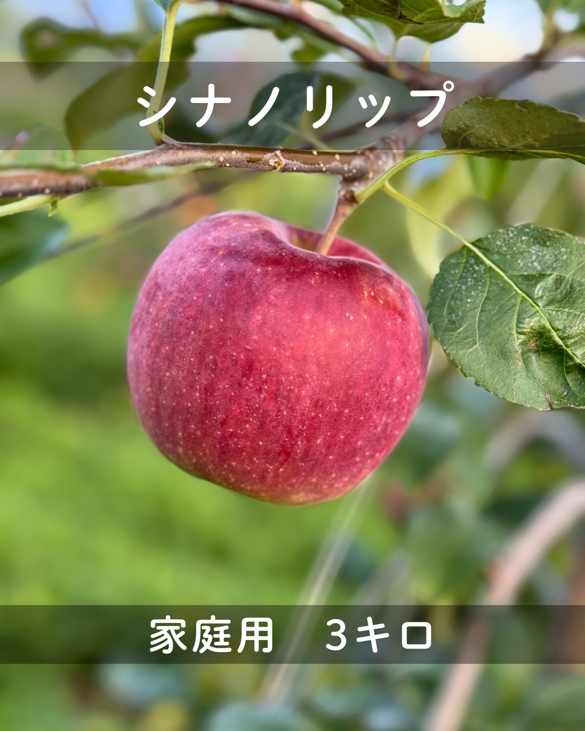 夏りんご シナノリップ】家庭用3キロ | 於利屋 荒井農園