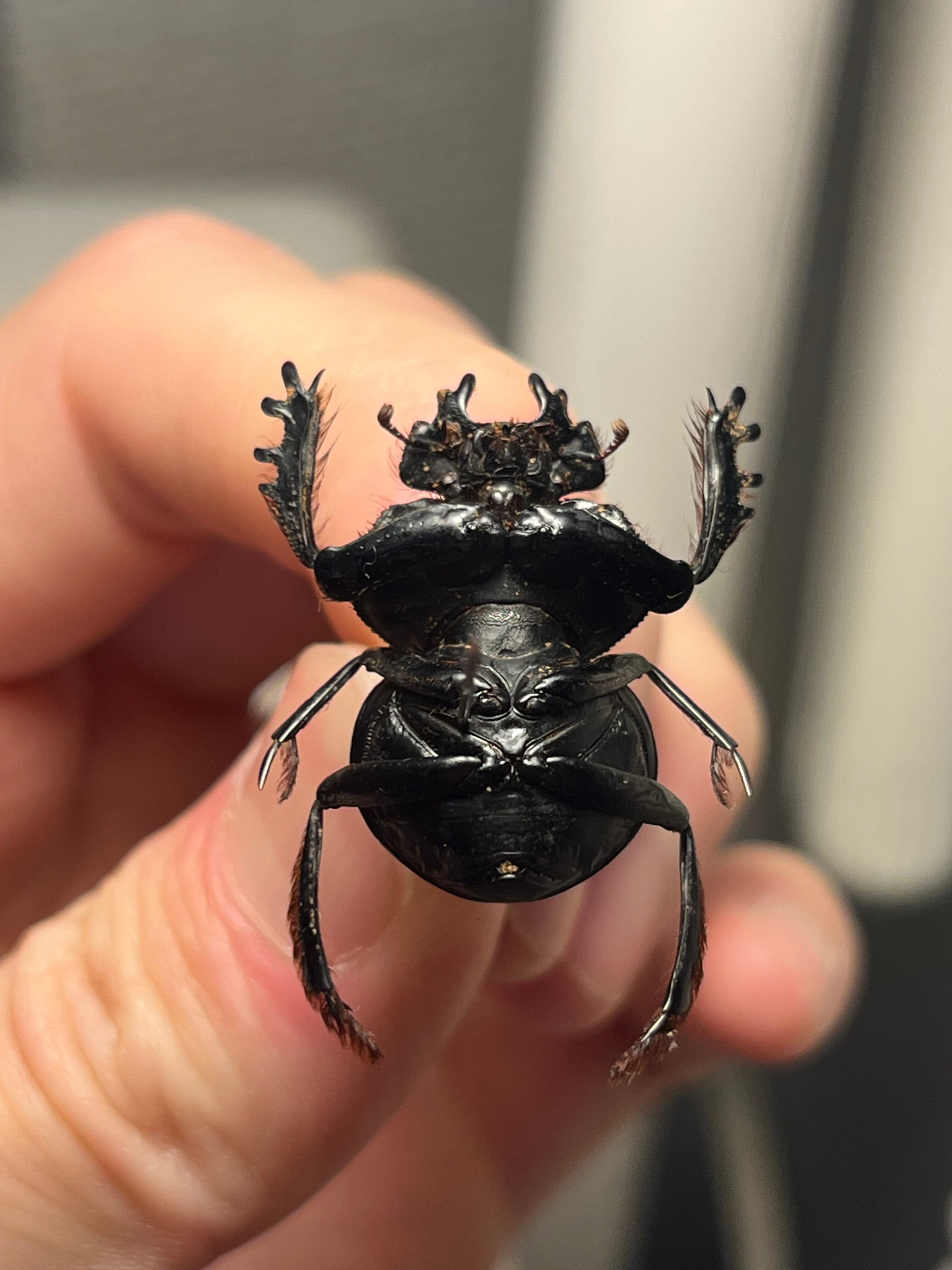 24mm♂】クモガタタマオシコガネに酷似のPachysoma schinzi 糞虫