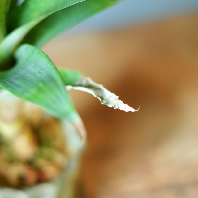 フリーセア オスピナエ 器セットB