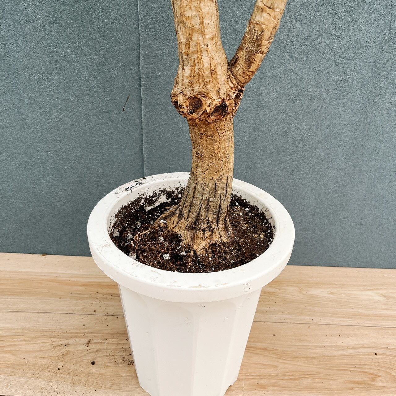 現品］【希少】81番 ドラセナ カンボジアーナ 8号 観葉植物 レア 室内