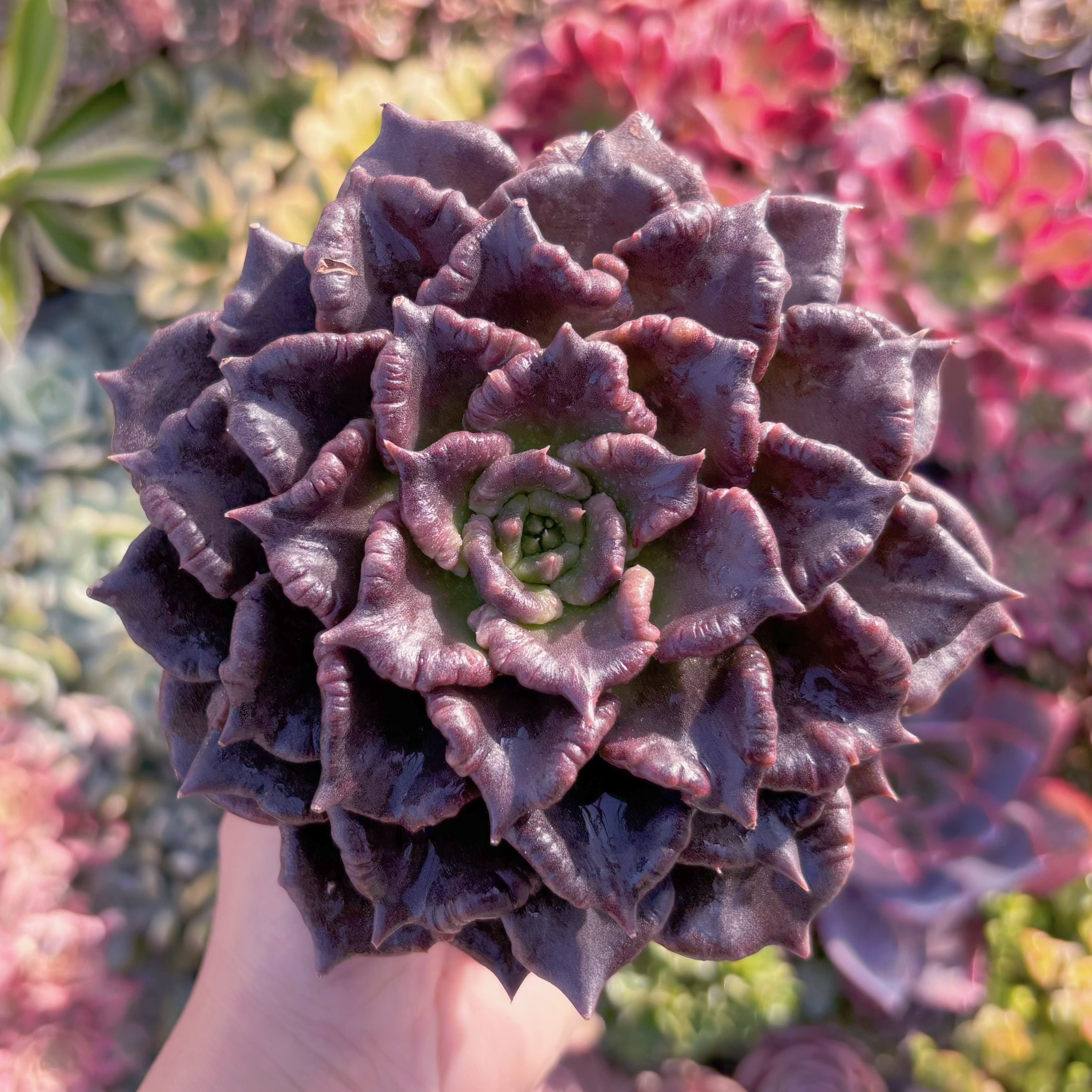 多肉植物　ブラックマディバ　大苗　新入荷　るる農園