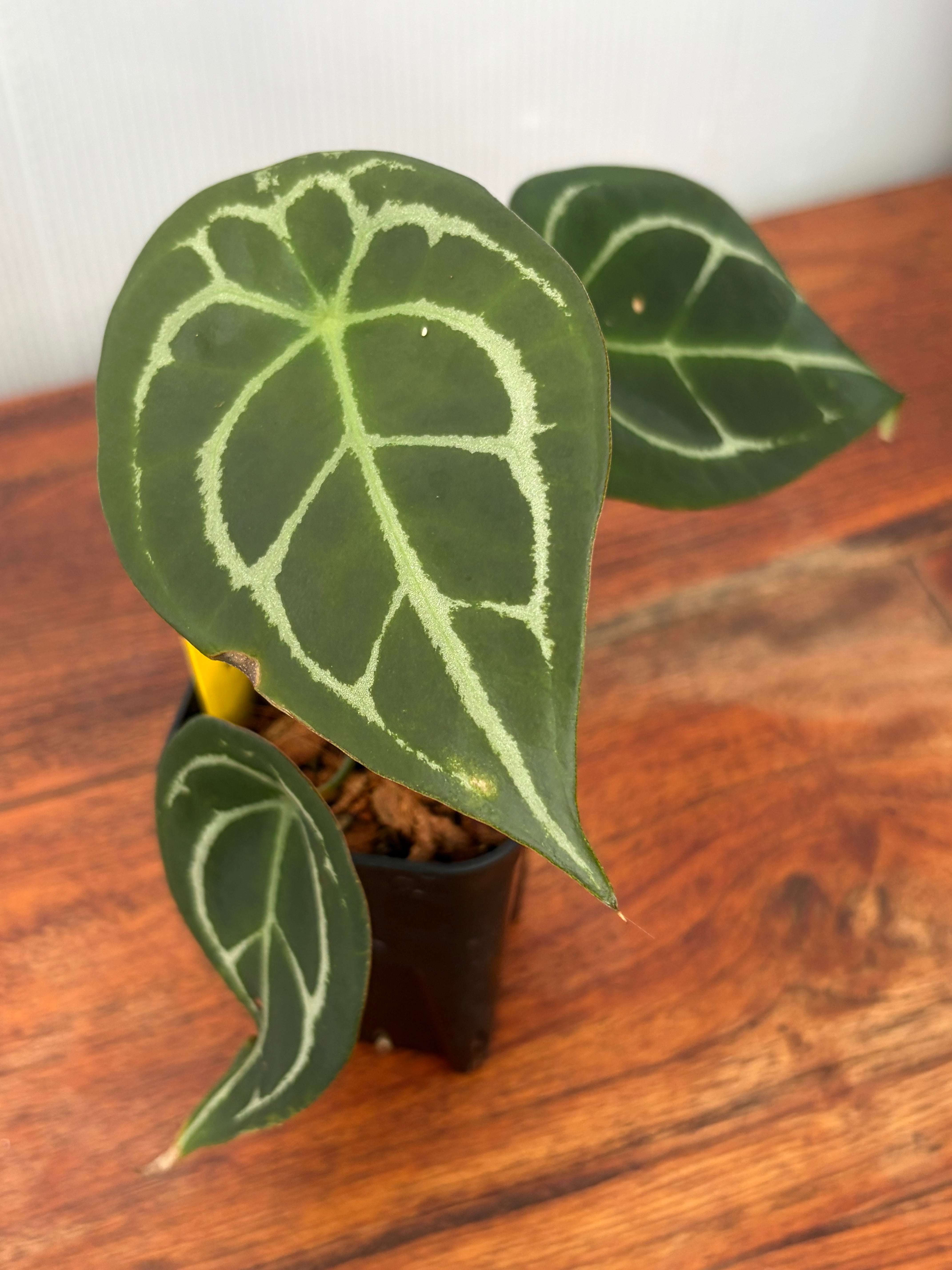 Anthurium | BALI-AN 園芸