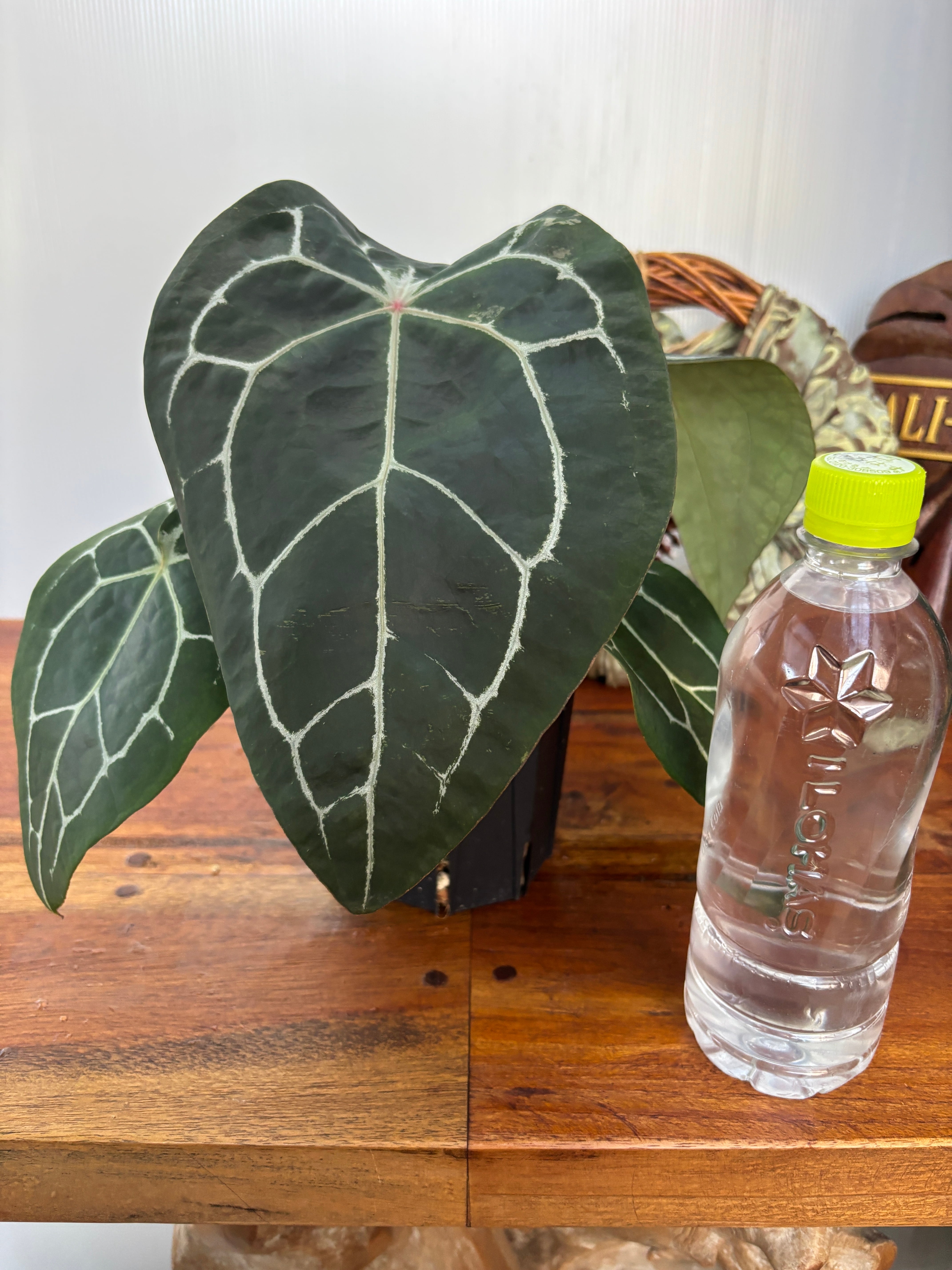 Anthurium | BA PLants