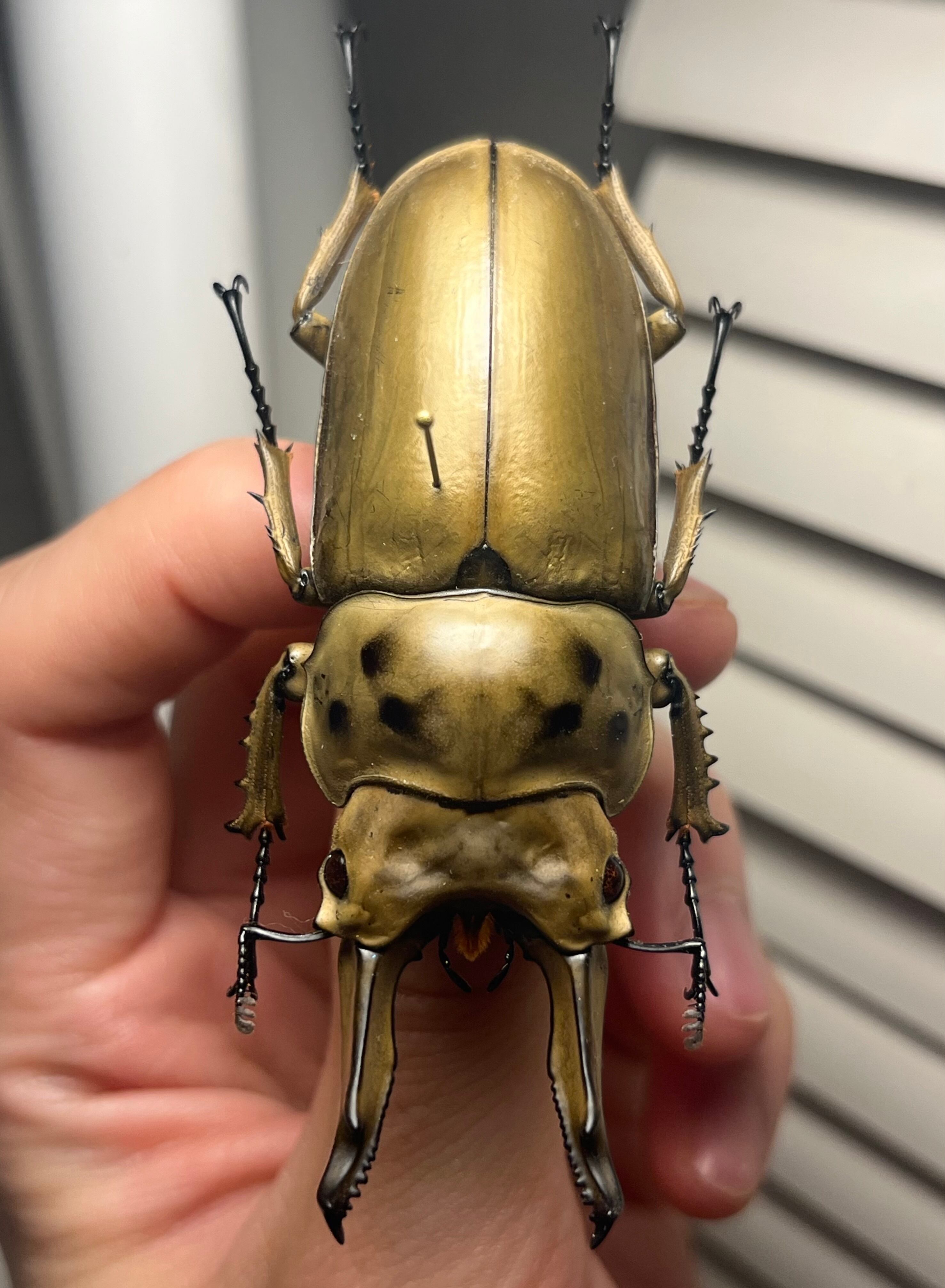 75mm】モセリオウゴンオニクワガタ Allotopus moellenkampi moseri