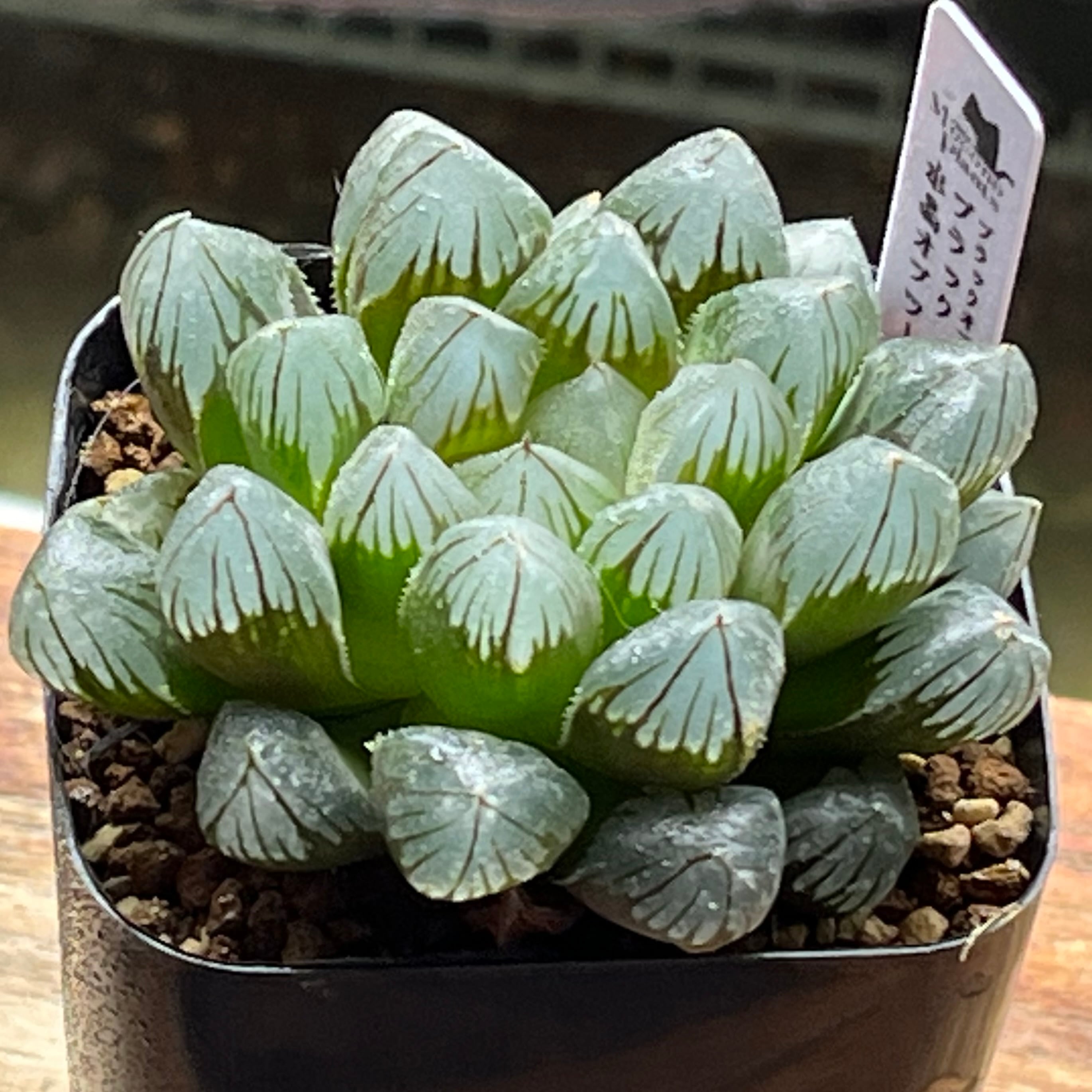 ハオルチア ミッシェルミュータント 6株セット ハオルチア ミシェルミュータント | mocono_plants