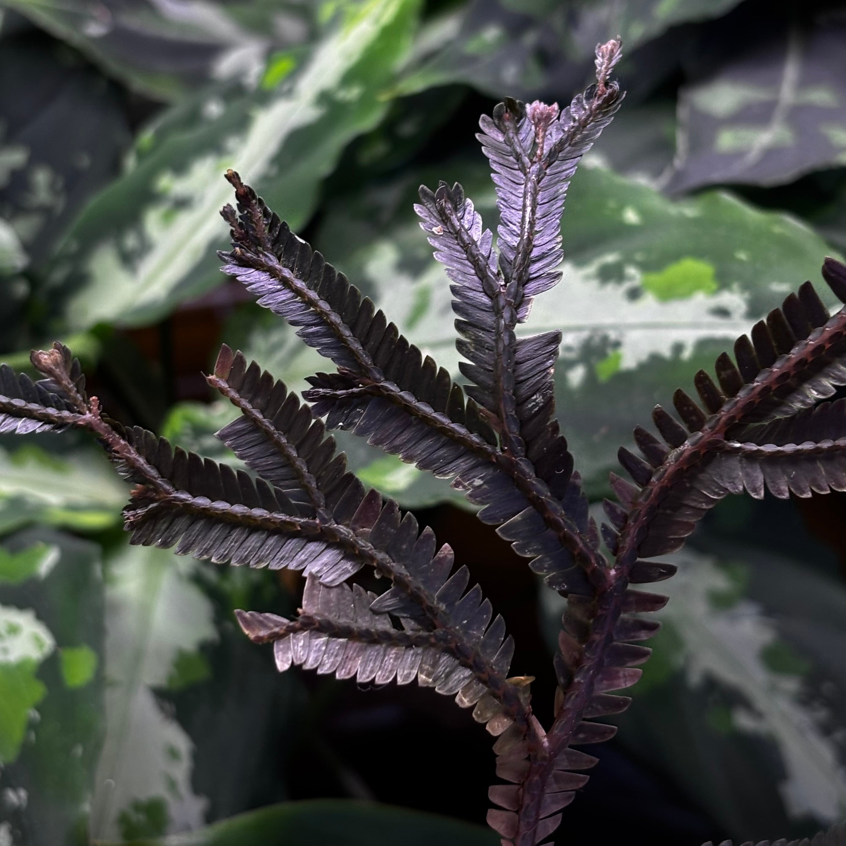 Bucephalandra cf. filiformis Sanggau Kalimantan Barat【ZOE0226-17i