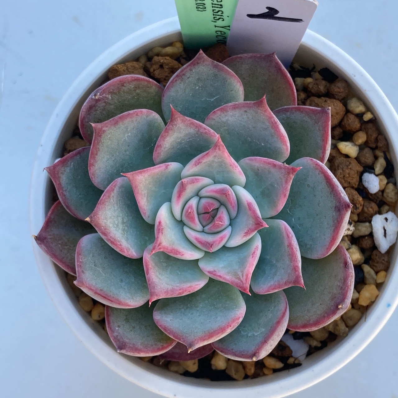 【現物商品】ECHEVERIA chihuahuaensis,Yecora ② 原種 実生苗