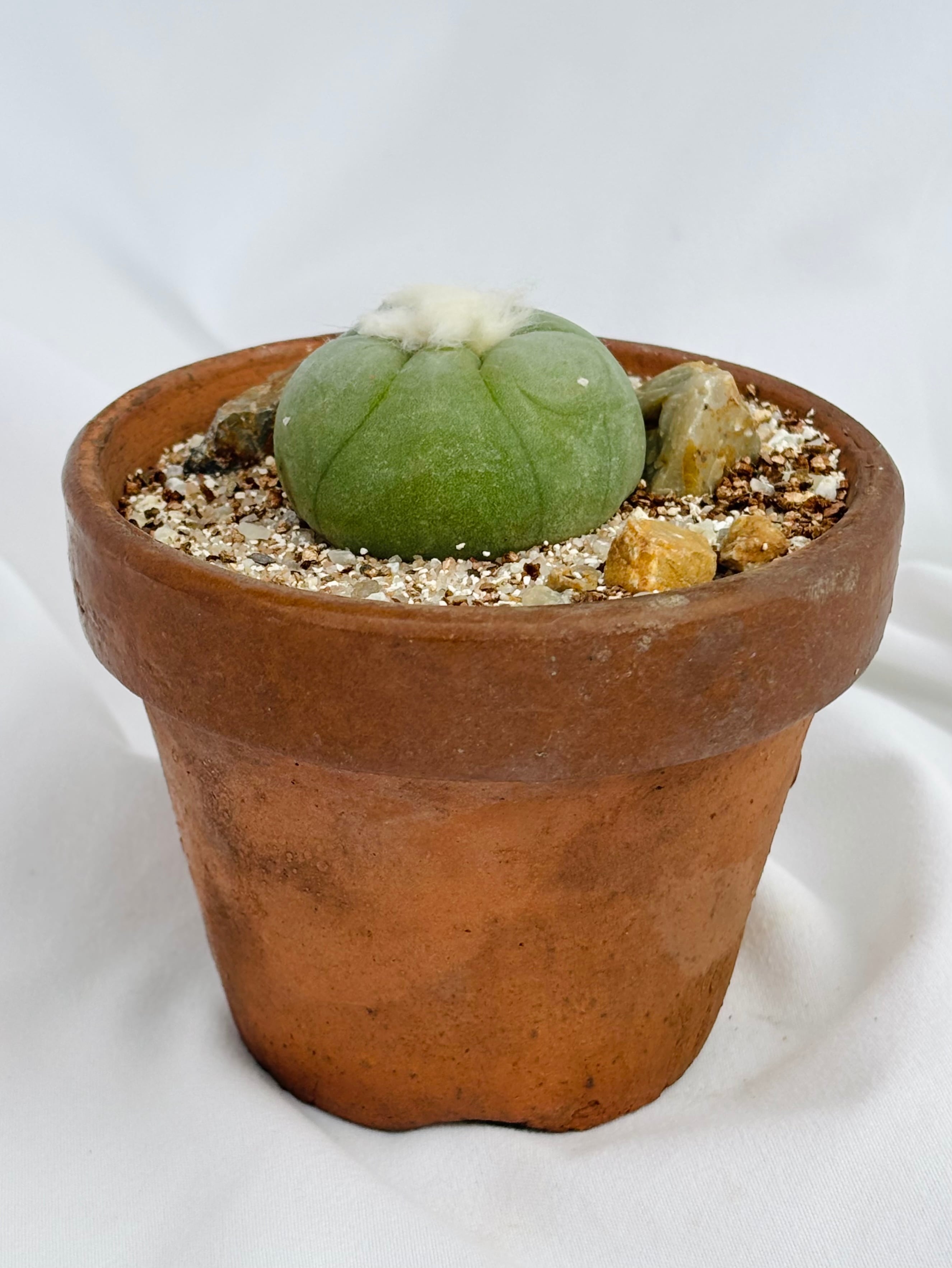Lophophora diffusa ロフォフォラ 翆冠玉 多毛タイプ サボテン