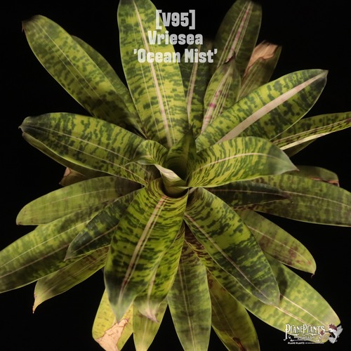 【送料無料】Vriesea 'Ocean Mist'〔フリーセア〕現品発送V0095