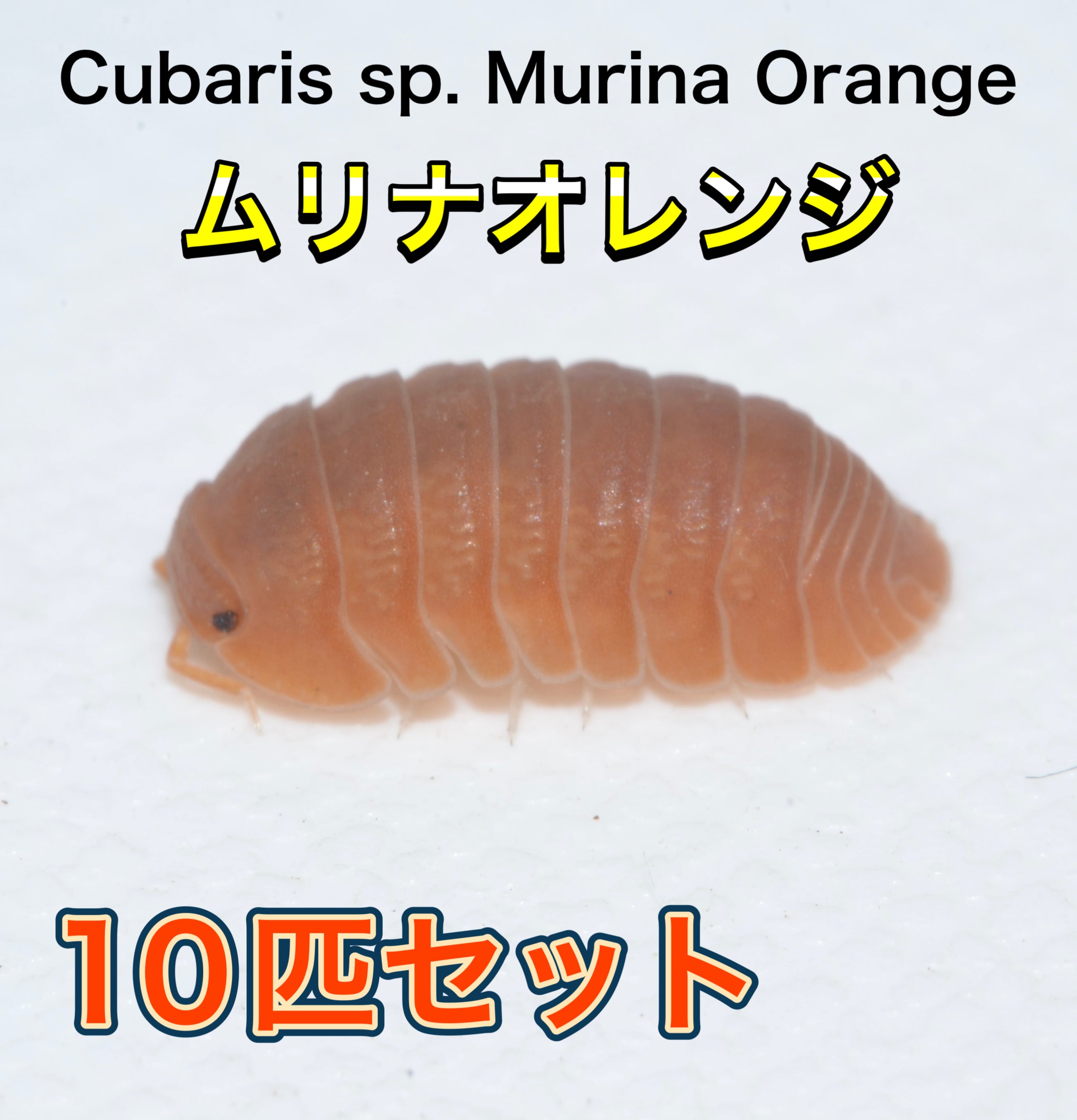 ドクターボム オレンジバニラ スワール 10” フランク コジック 2006