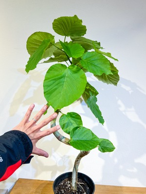 フィカス ウンベラータ