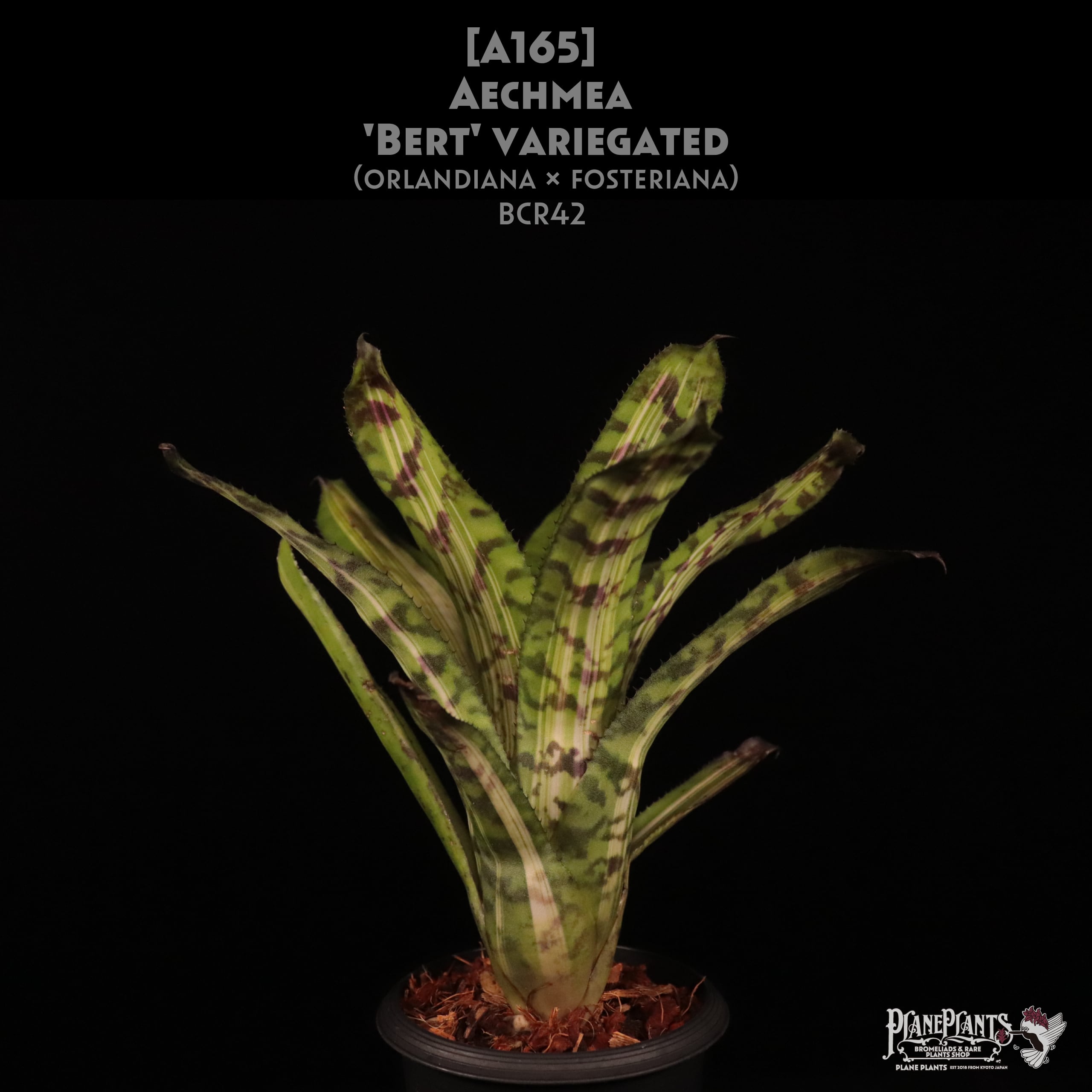 Aechmea Little Have Albo 超超特大 Aechmea Little Harv variegated - メルカリ