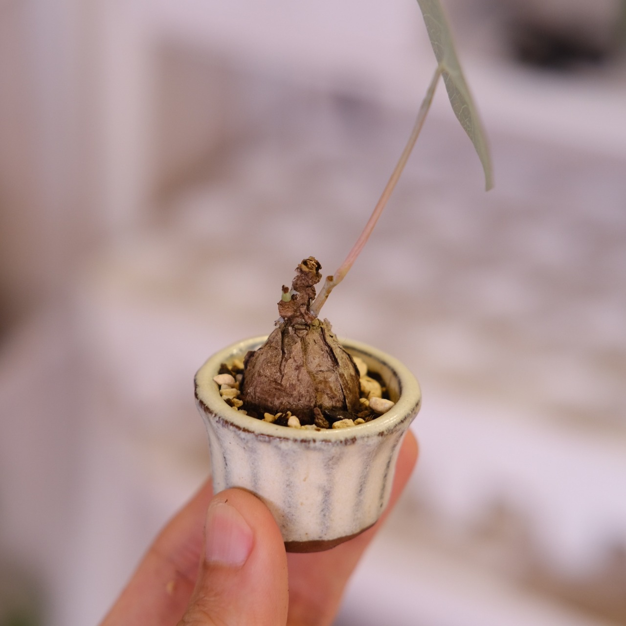 Stephania kaweesakii│ステファニア カウィーサキー│観葉植物│盆栽風