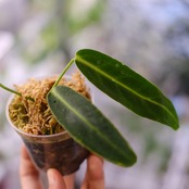 アンスリウム ワロクアーナム / Anthurium Warocqueanum⑯ / 観葉植物<育て方・花言葉>