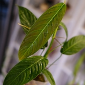 Philodendron heterocraspedon|フィロデンドロン・ヘテロクラペドン②|観葉植物