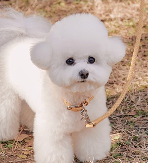 即納【stroll】Leather Collar (Banana)