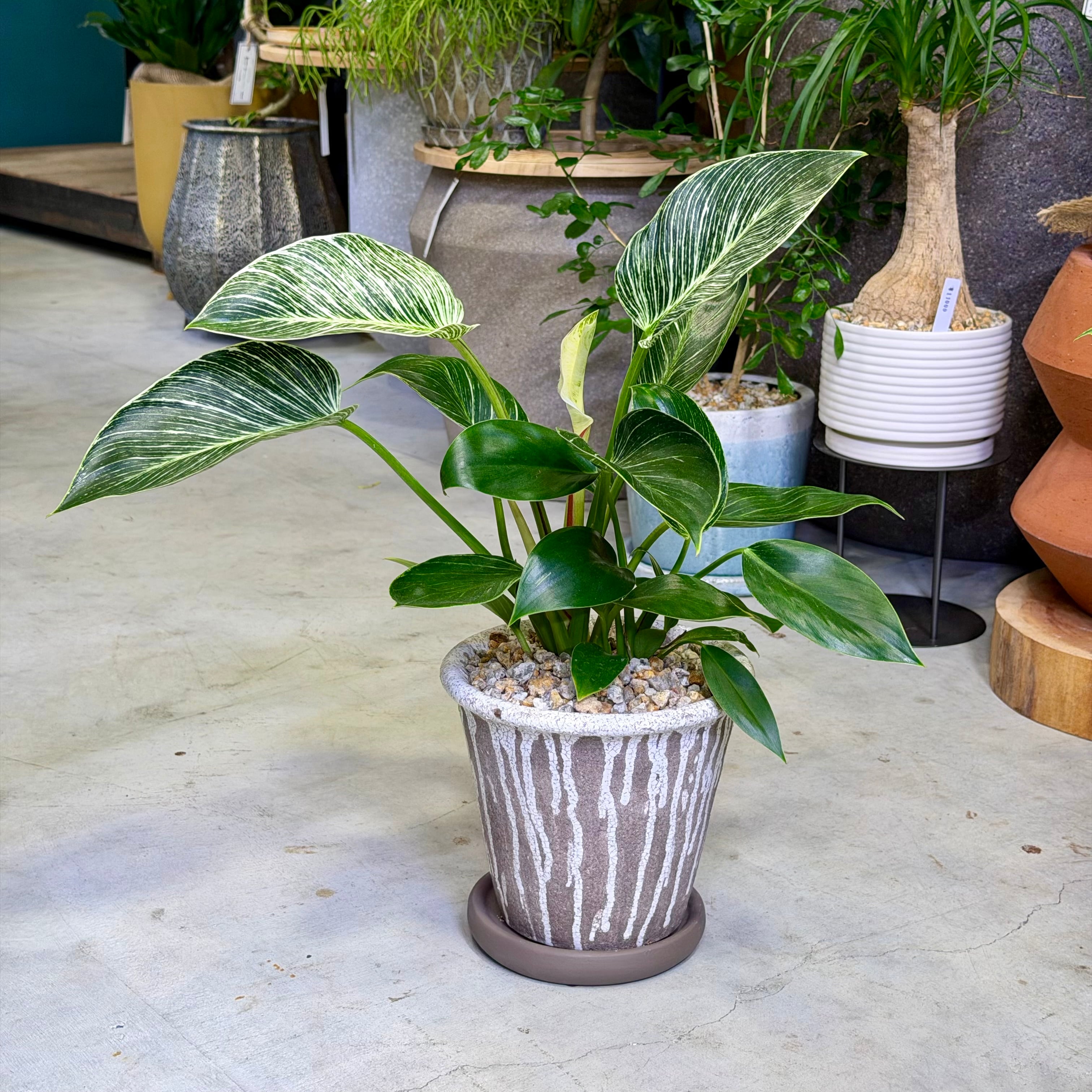 シンゴニウム・フレンチマーブル | barrelplants_BONSAI