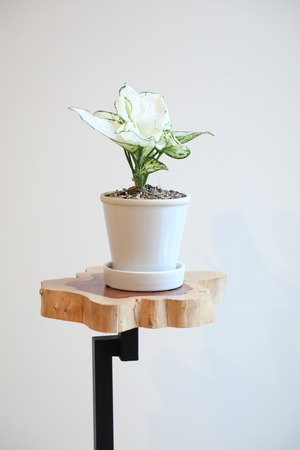 【S】アグラオネマ ホワイトバレンタイン/Aglaonema Valentine  ※陶器鉢付き