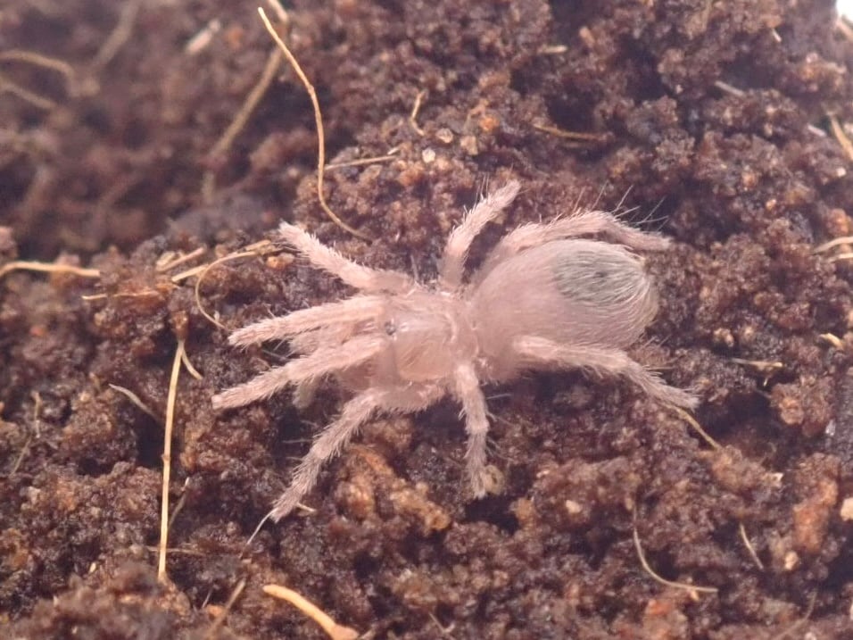 エクアドリアンウーリーピンクトゥ/Avicularia huriana 1匹 幼体
