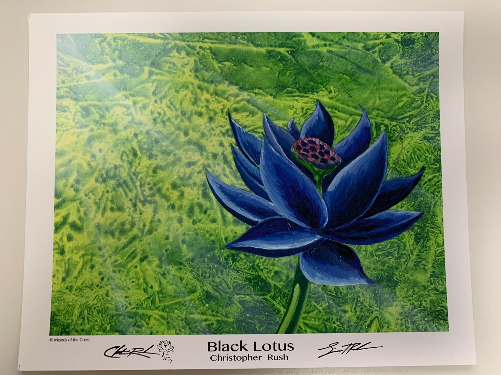 タイム 睡蓮の花 スリーブ mtg 水蓮の花 ブラックロータス black lotus