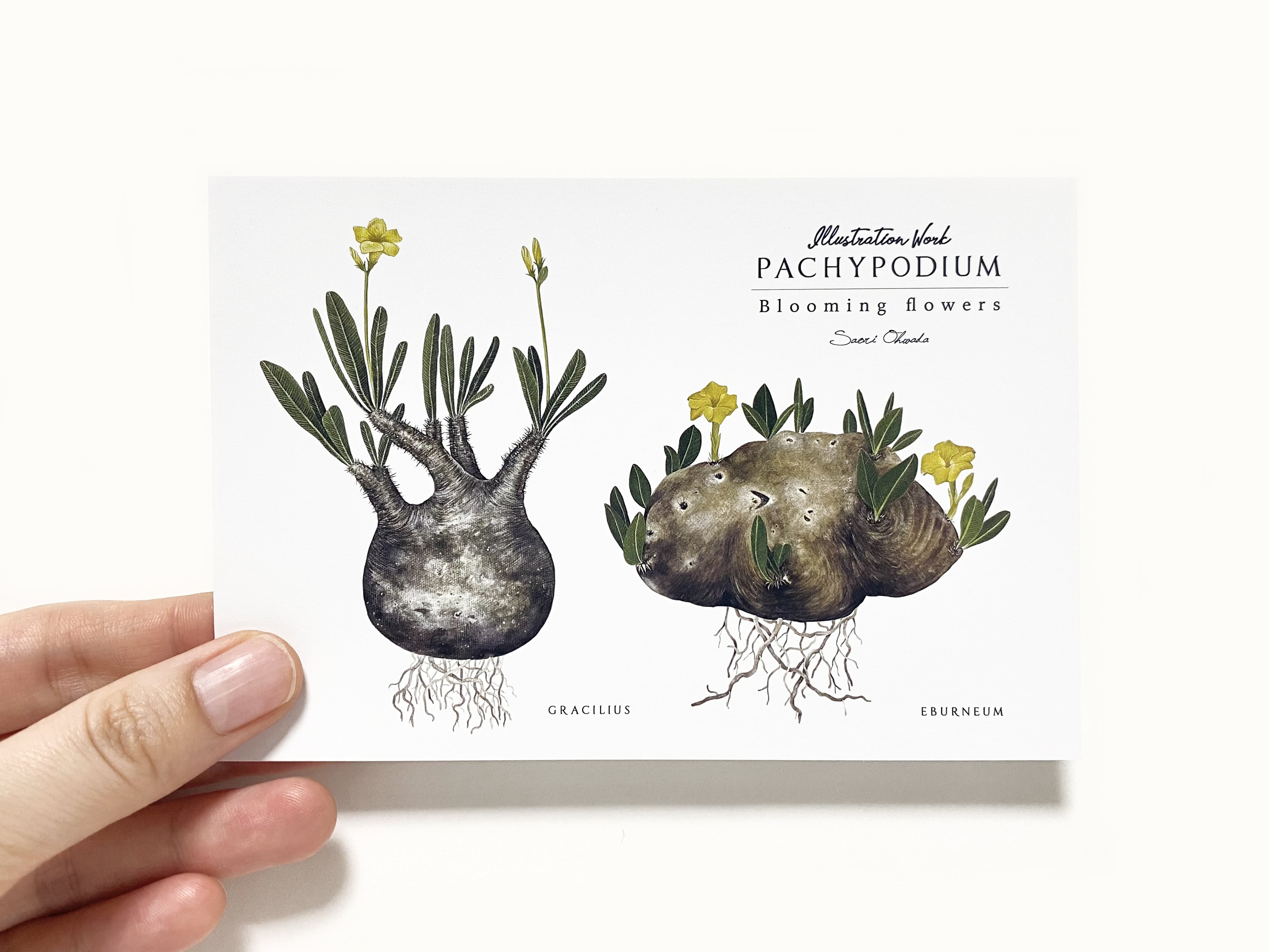 Pachypodium 2種ポストカード