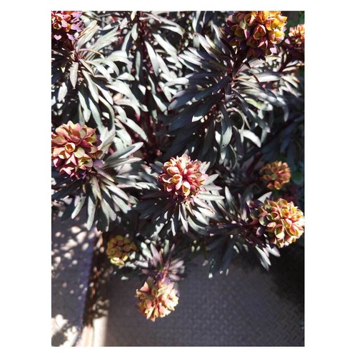 Euphorbia 'Black bird'